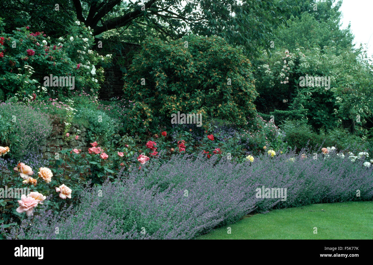 Nepeta blu e rosa rose in giardino grande frontiera in estate Foto Stock