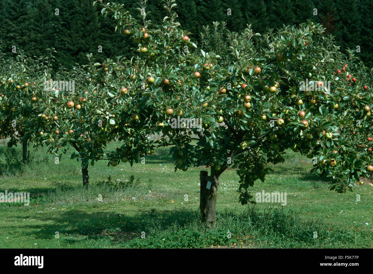 Alberi di mele in un piccolo frutteto Foto Stock