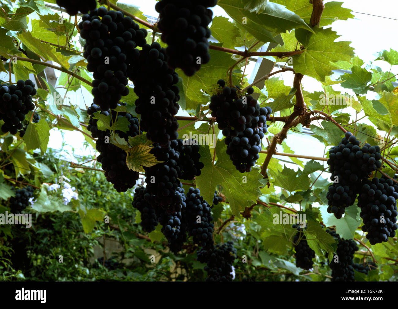 Close-up di uve nere che crescono in una serra Foto Stock