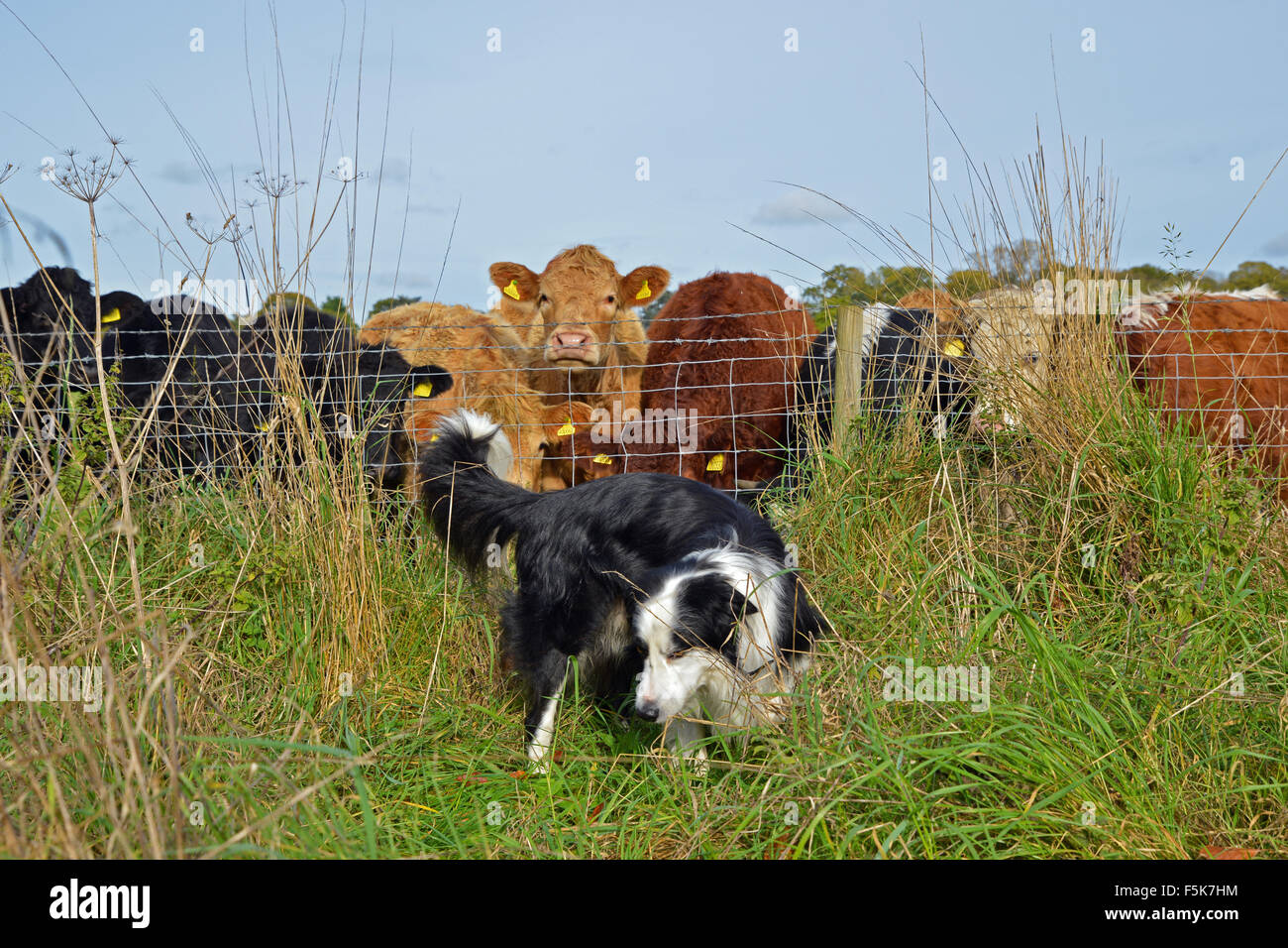 Border Collie davanti al recinto con i bovini dietro il Regno Unito Foto Stock