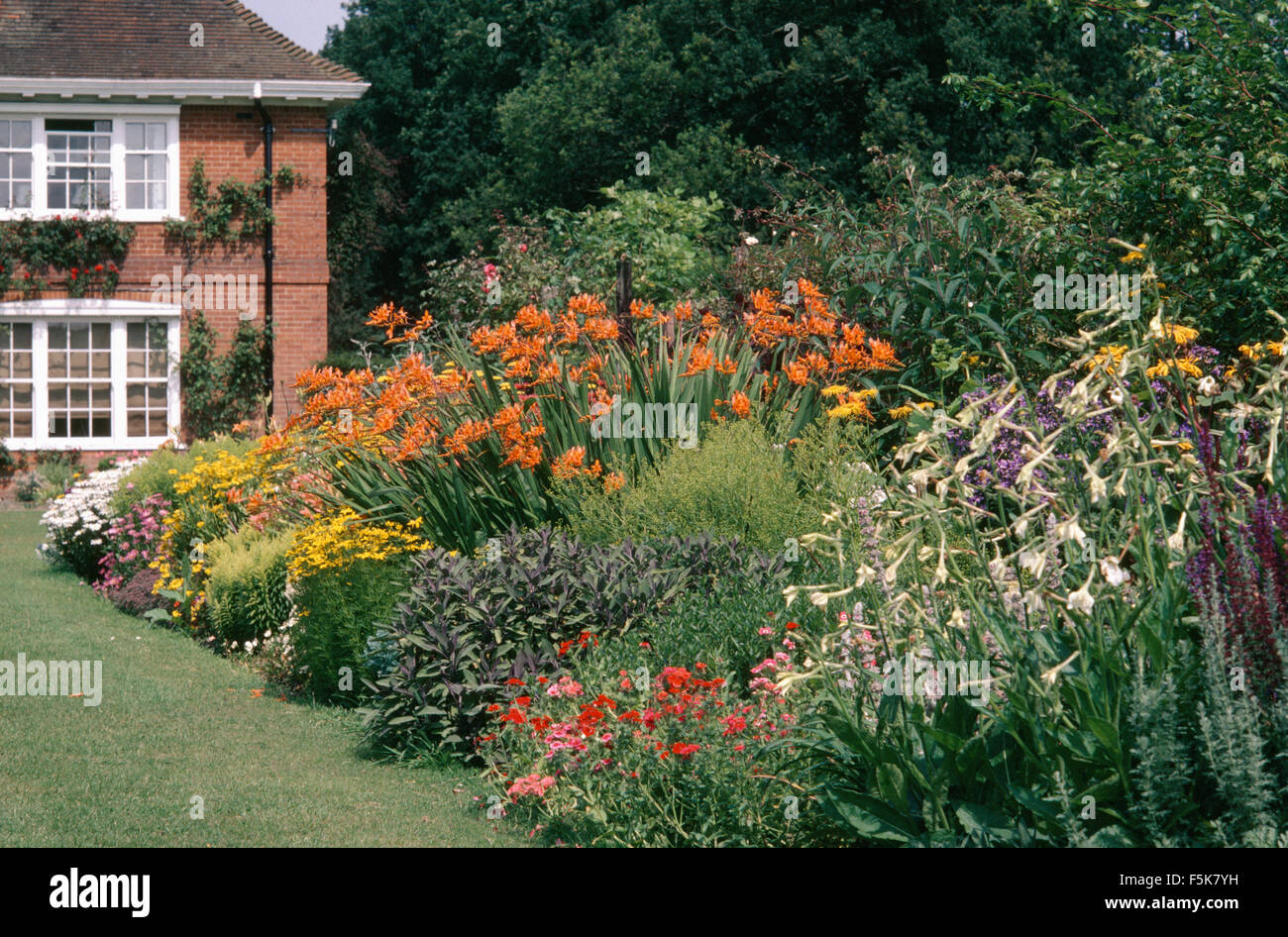 Giorno arancione gigli e salvia in una grande frontiera erbaceo con il bianco nicotiana Foto Stock