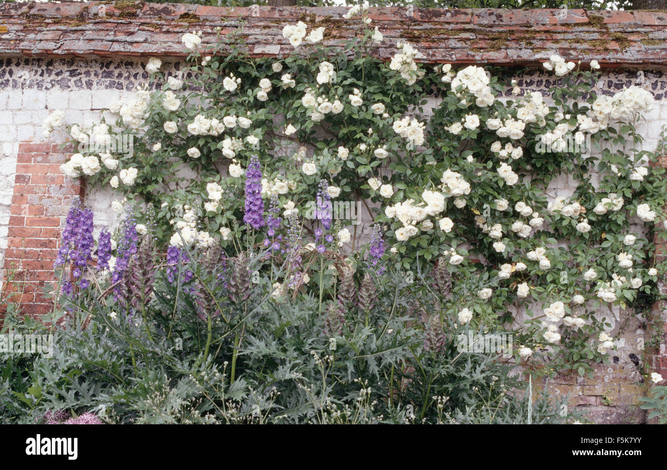 Delphiniums blu e rose bianche in estate confine Foto Stock