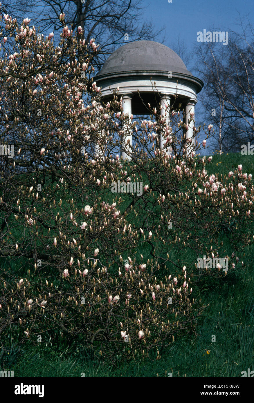 Grande rosa pallido albero di magnolia al di sotto di un tempio classico in un paese grande giardino Foto Stock