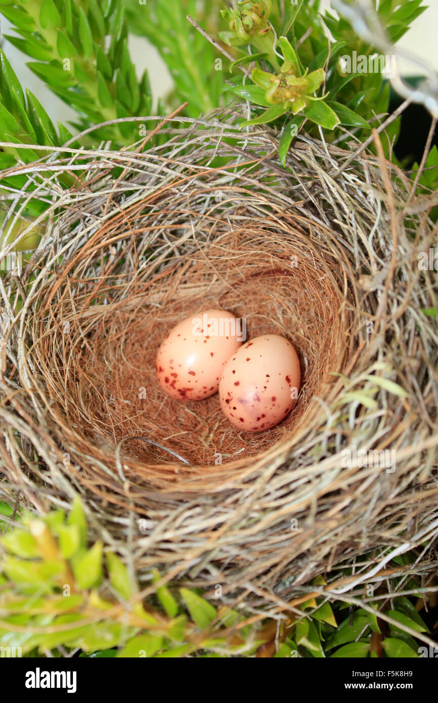 Un nido di uccelli con due uova nella struttura ad albero Foto Stock