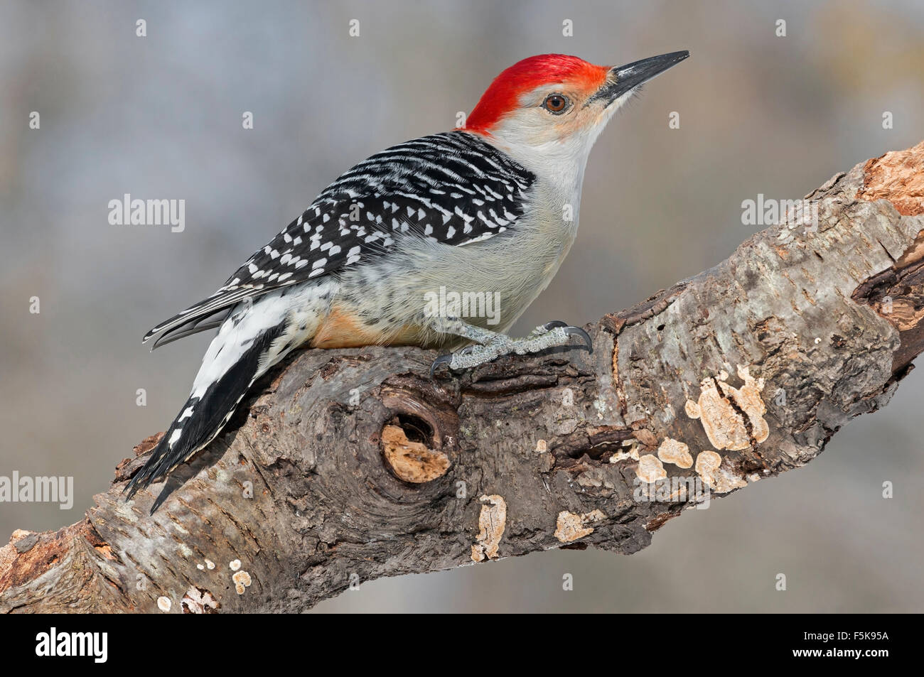 Rosso-Picchio panciuto, maschio (Melanerpes carolinus) USA orientale Foto Stock