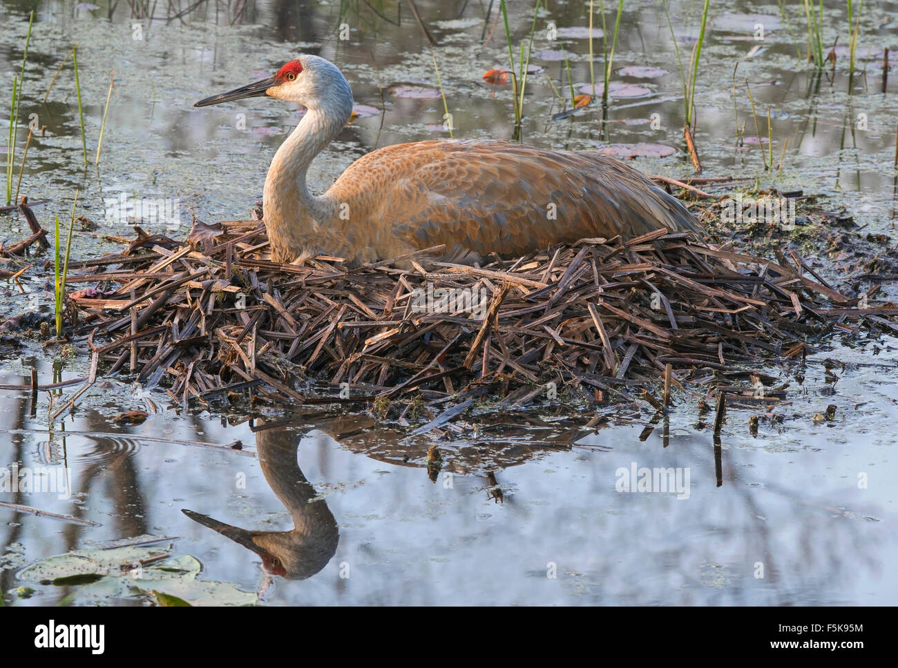 Sandhill Crane Grus canadensis su Nest, Spring, Eastern USA, di Skip Moody/Dembinsky Photo Assoc Foto Stock