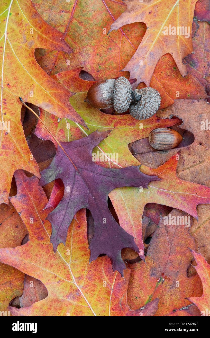 Foglie di autunno, Pin quercia e ghiande,( Quercus palustris) Nord America orientale Foto Stock