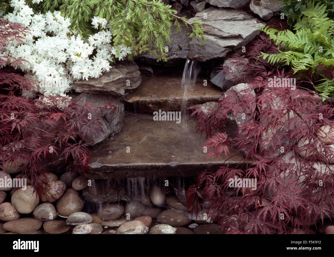 Piccolo rosso acer su entrambi i lati di acqua che cade sui gradini di pietra Foto Stock