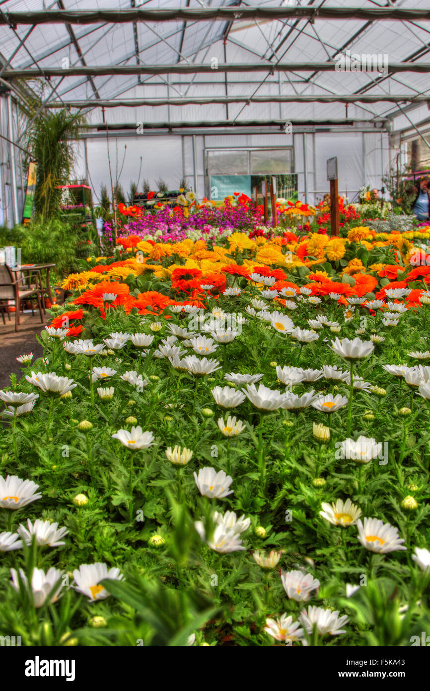 Una serra commerciale riempito di fiori. Foto Stock