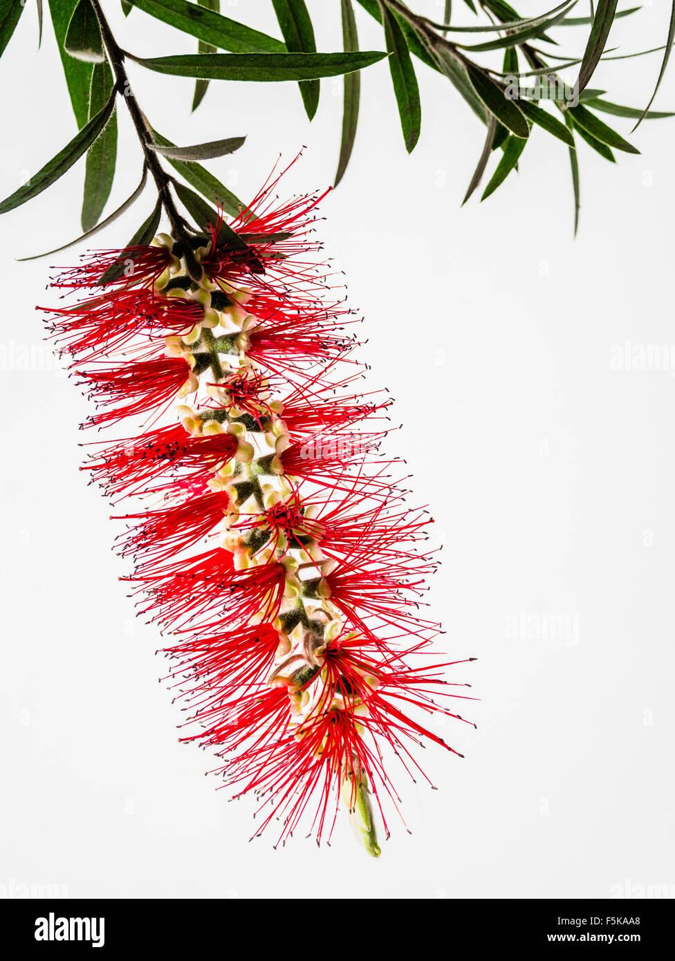 Fiore rosso Bottiglia spazzola, Callistemon citrinus Foto Stock