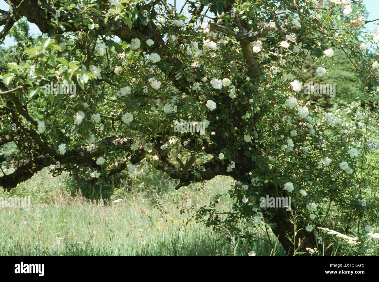 Bianco rosa rampicante su un vecchio albero di mele Foto Stock