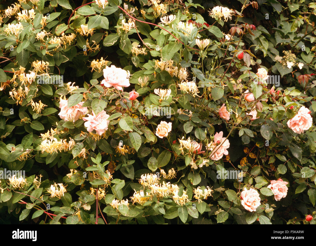 Close-up di rosa pallido rose intrecciate con crema caprifoglio Foto Stock