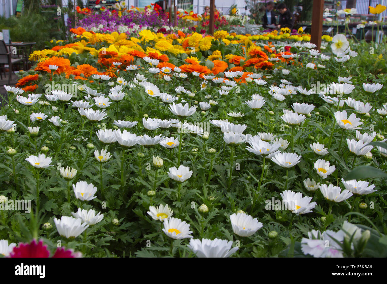 Una serra commerciale riempito di fiori. Foto Stock