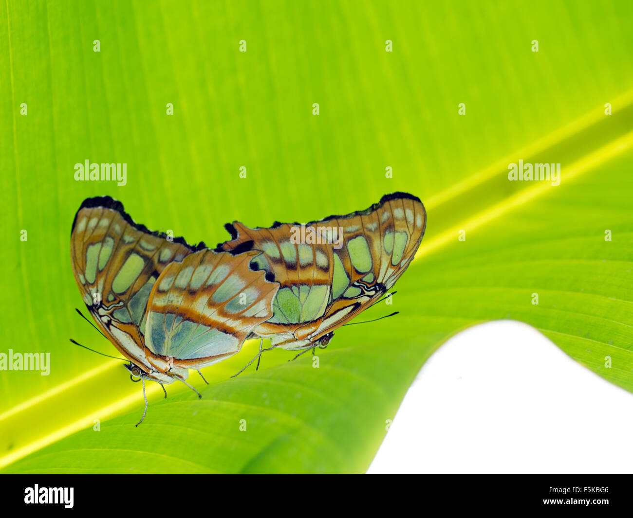 Retroilluminati e con il flash fill. Due farfalle Malachite coniugata. Siproeta stelenes . Foto Stock