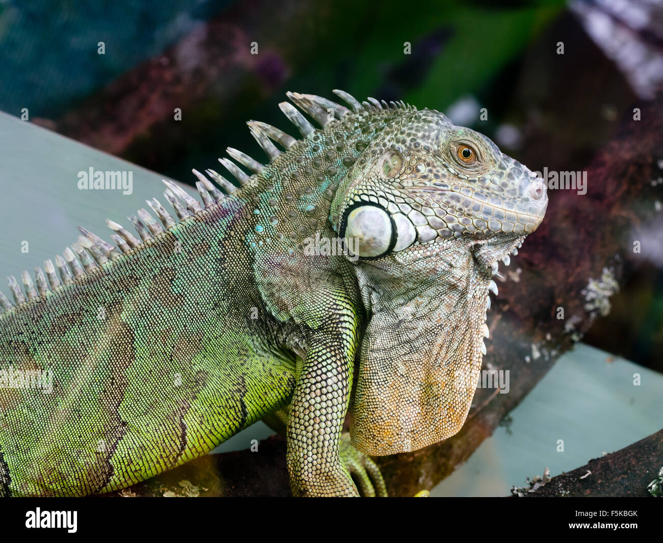 Iguana. Foto Stock