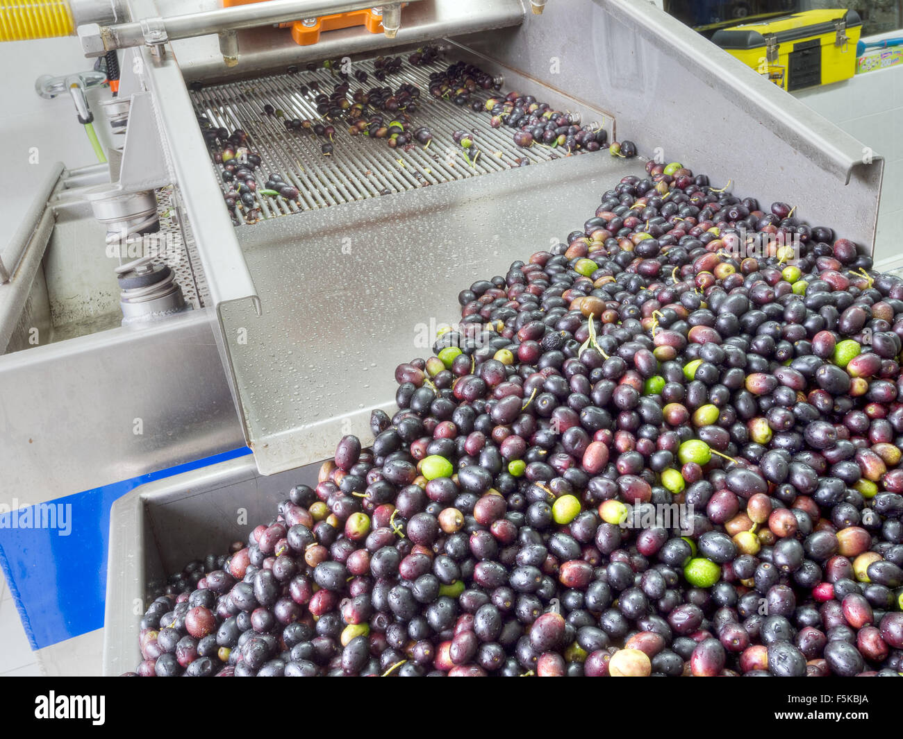 Le olive sono state lavate prima di elaborazione. Di piccole dimensioni ma moderno produttore di alta qualità olio extra vergine di oliva. Foto Stock