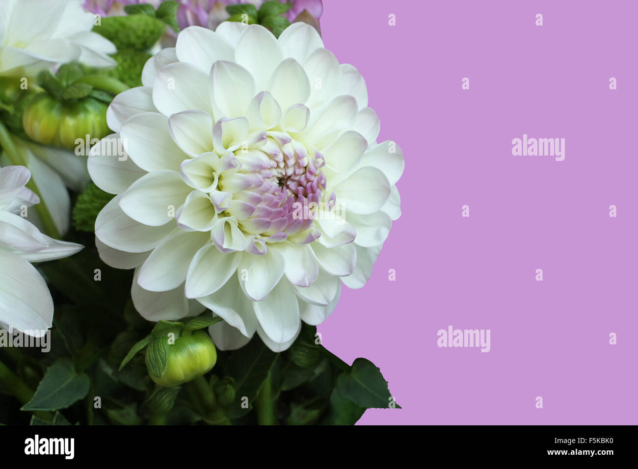 Bianco e rosa dahlia su sfondo lilla Foto Stock