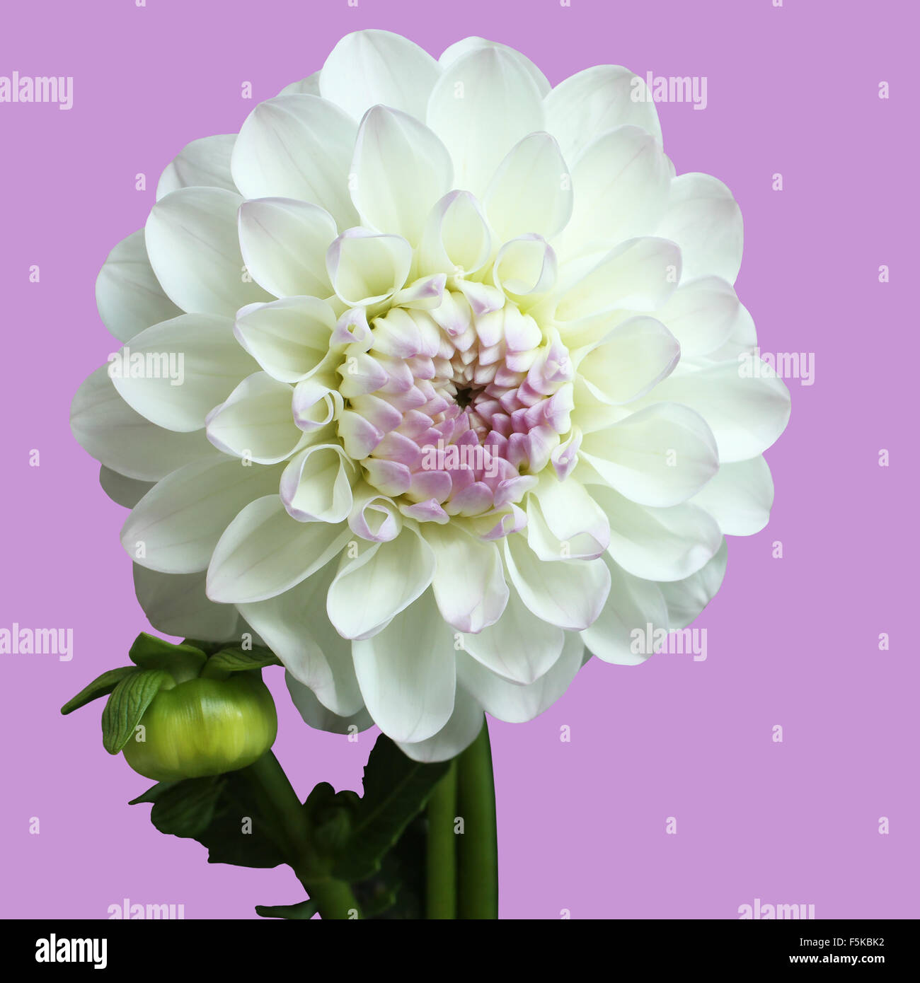 Bianco e rosa dahlia su sfondo lilla Foto Stock