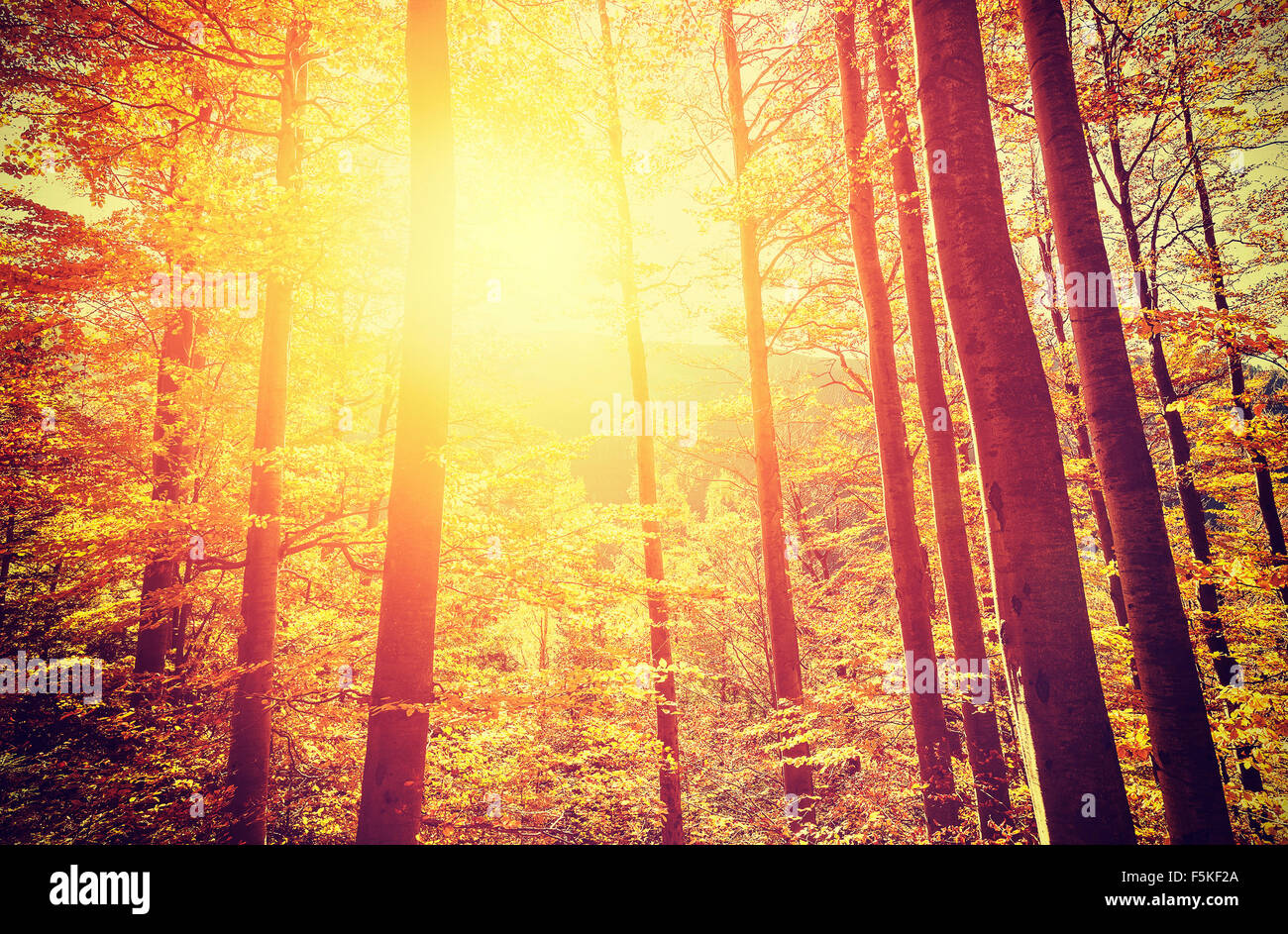 Retrò tonica immagine della foresta autunnale al tramonto. Foto Stock