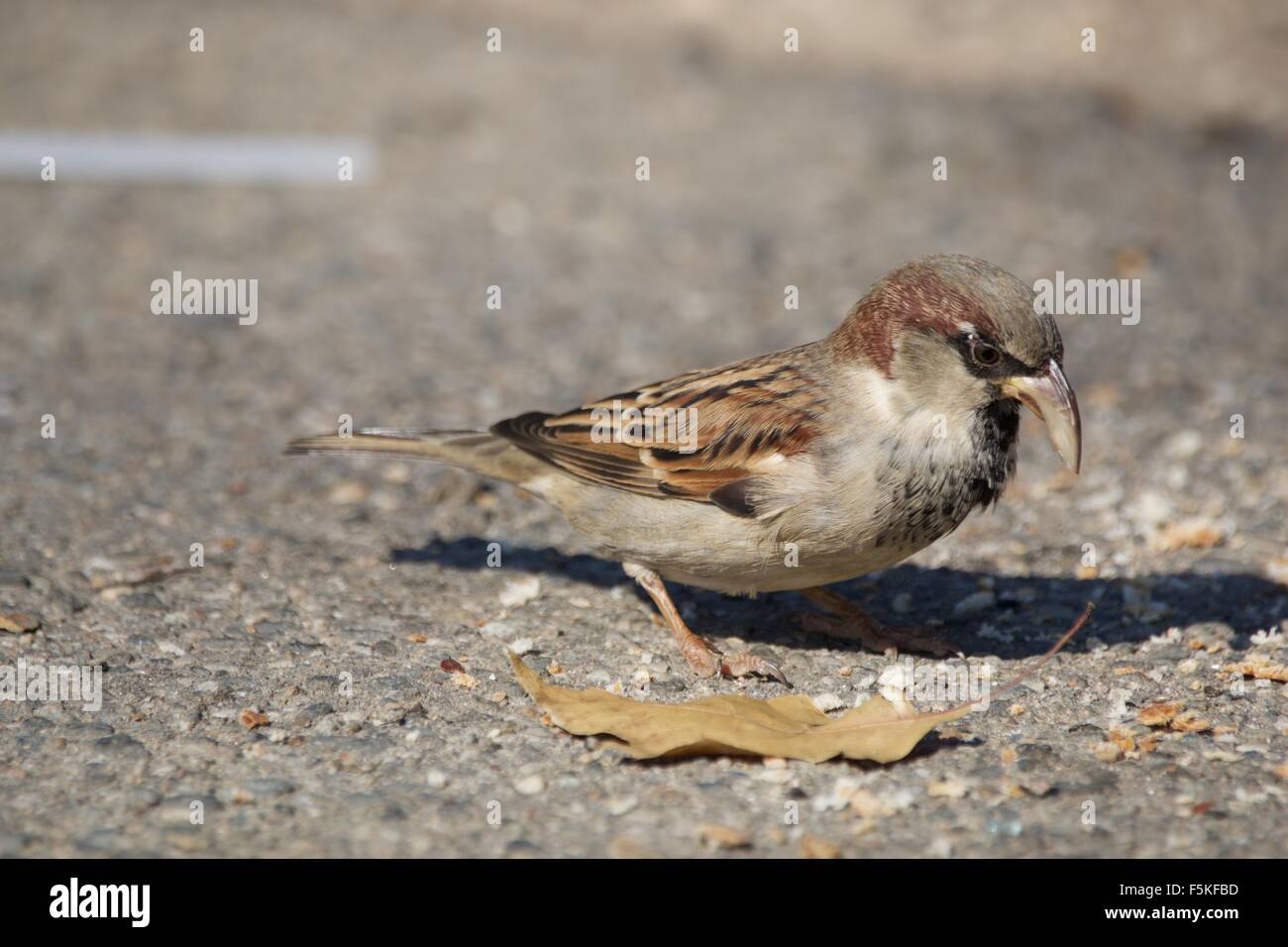 Maschio di casa passero con uno strano becco (passer domesticus) Foto Stock