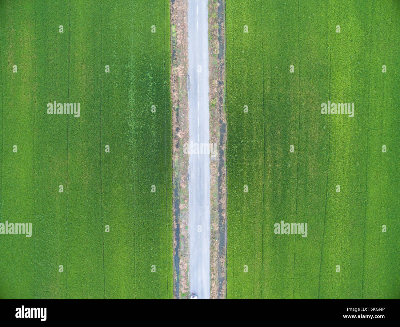 Vista aerea del campo di riso Foto Stock