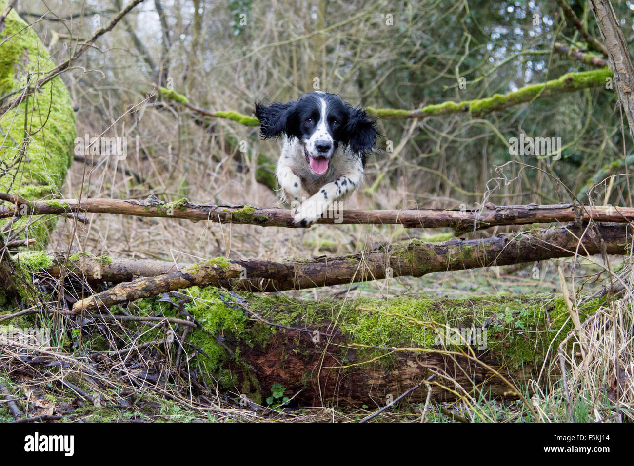 Springer spaniel saltando su un log salta salta Foto Stock