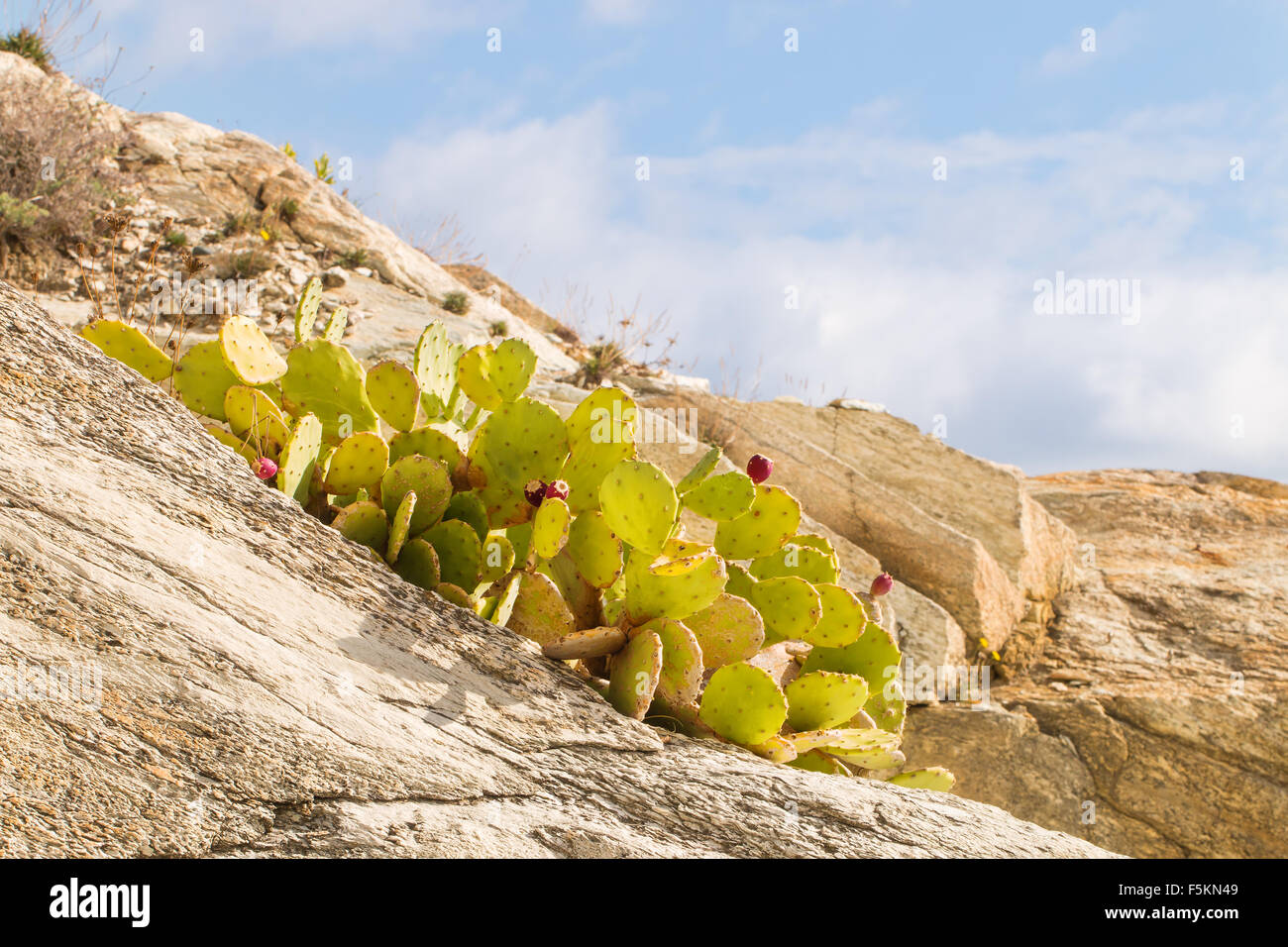 Ficodindia, optunia, Indian fig. con alcune rosse dolci frutti cresciuti tra le rocce Foto Stock