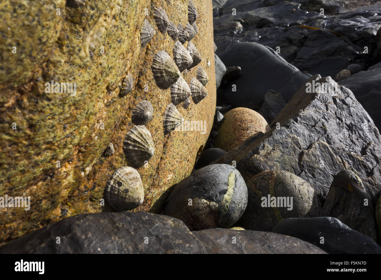 patelle sulla roccia Foto Stock