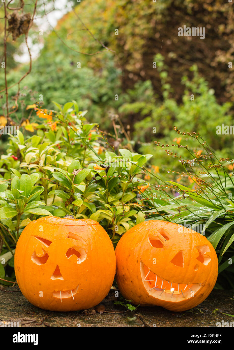 Due scolpite zucche di Halloween in autunno garden - Regno Unito Foto Stock