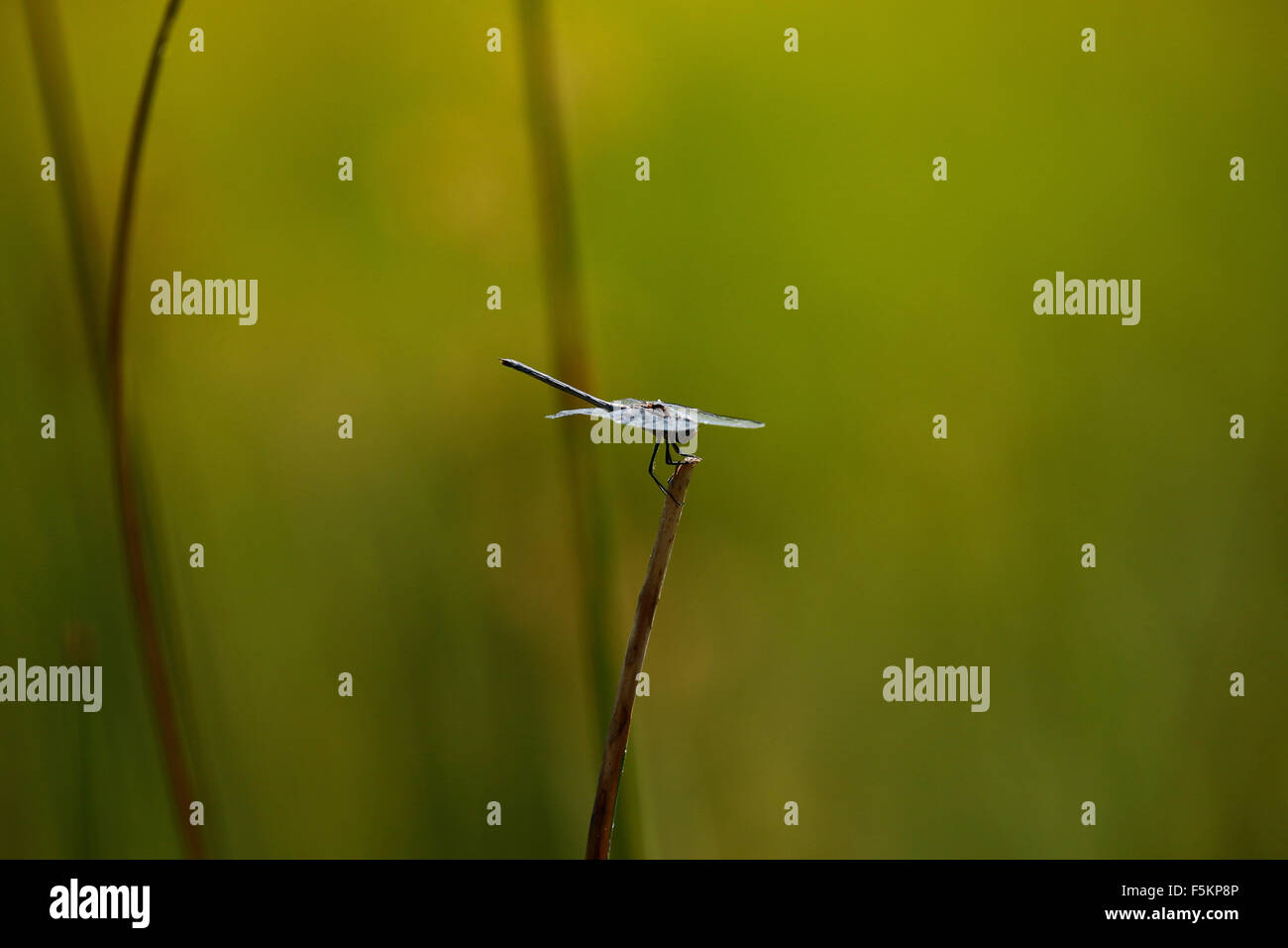 Nastrare Groundling appollaiato su un reed, il suo habitat naturale sono i fiumi intermittenti di fiumi, paludi, laghi di acqua dolce e paludi Foto Stock
