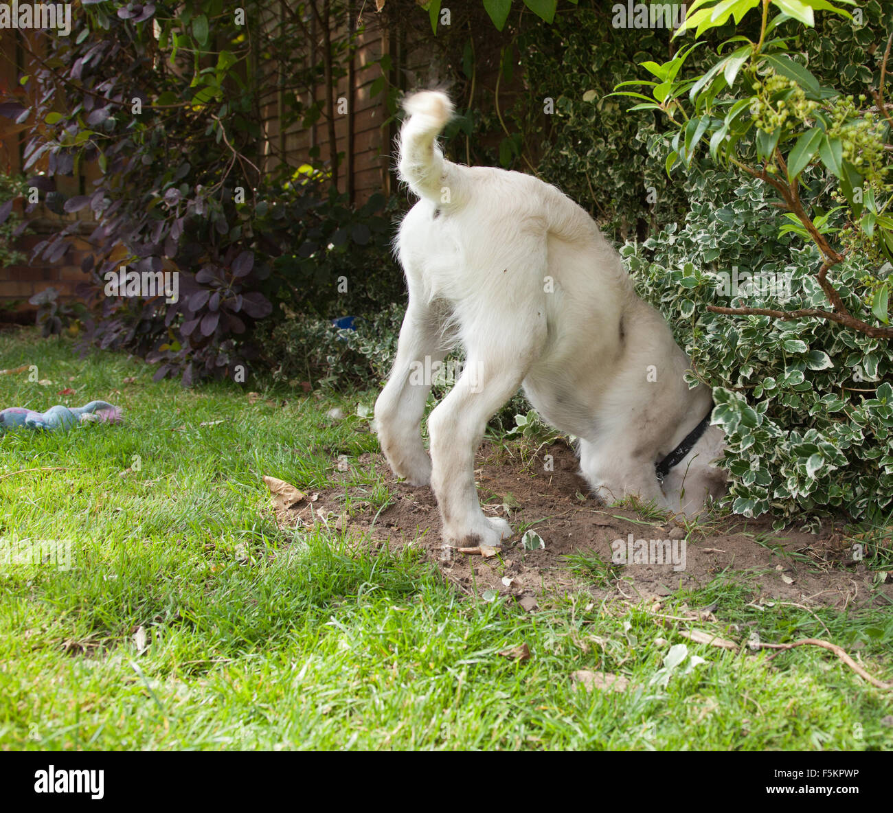 Golden Retriever cucciolo di scavare un buco nel giardino, minuscolo cucciolo giochi nel giardino con la sua testa in un foro Foto Stock