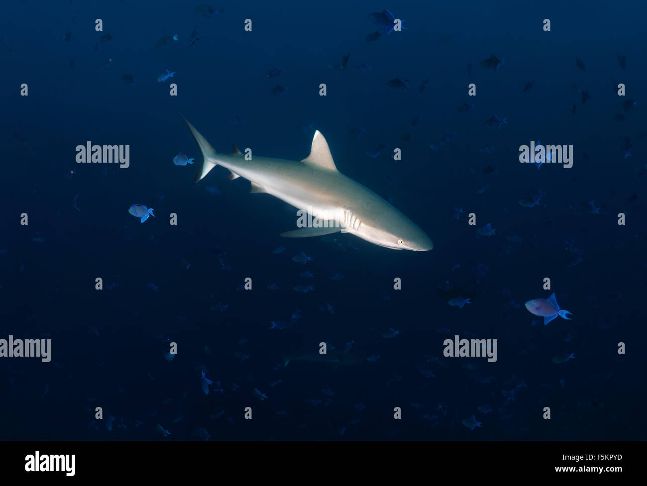 Grey Reef shark (Charcarhinus amplyrynchos) Oceano Indiano, Maldive Foto Stock