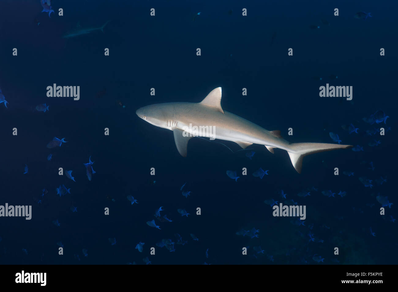 Grey Reef shark (Charcarhinus amplyrynchos) Oceano Indiano, Maldive Foto Stock