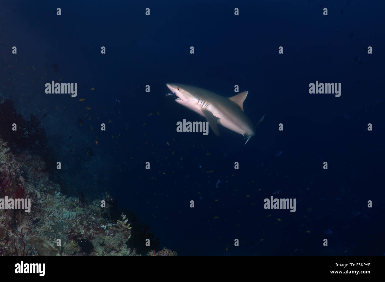 Grey Reef shark (Charcarhinus amplyrynchos) in corrispondenza di una stazione di pulizia, Oceano Indiano, Maldive Foto Stock