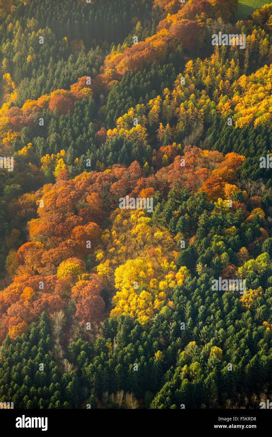 Witten con bosco di latifoglie e colorato Foglie di autunno, Foto Stock
