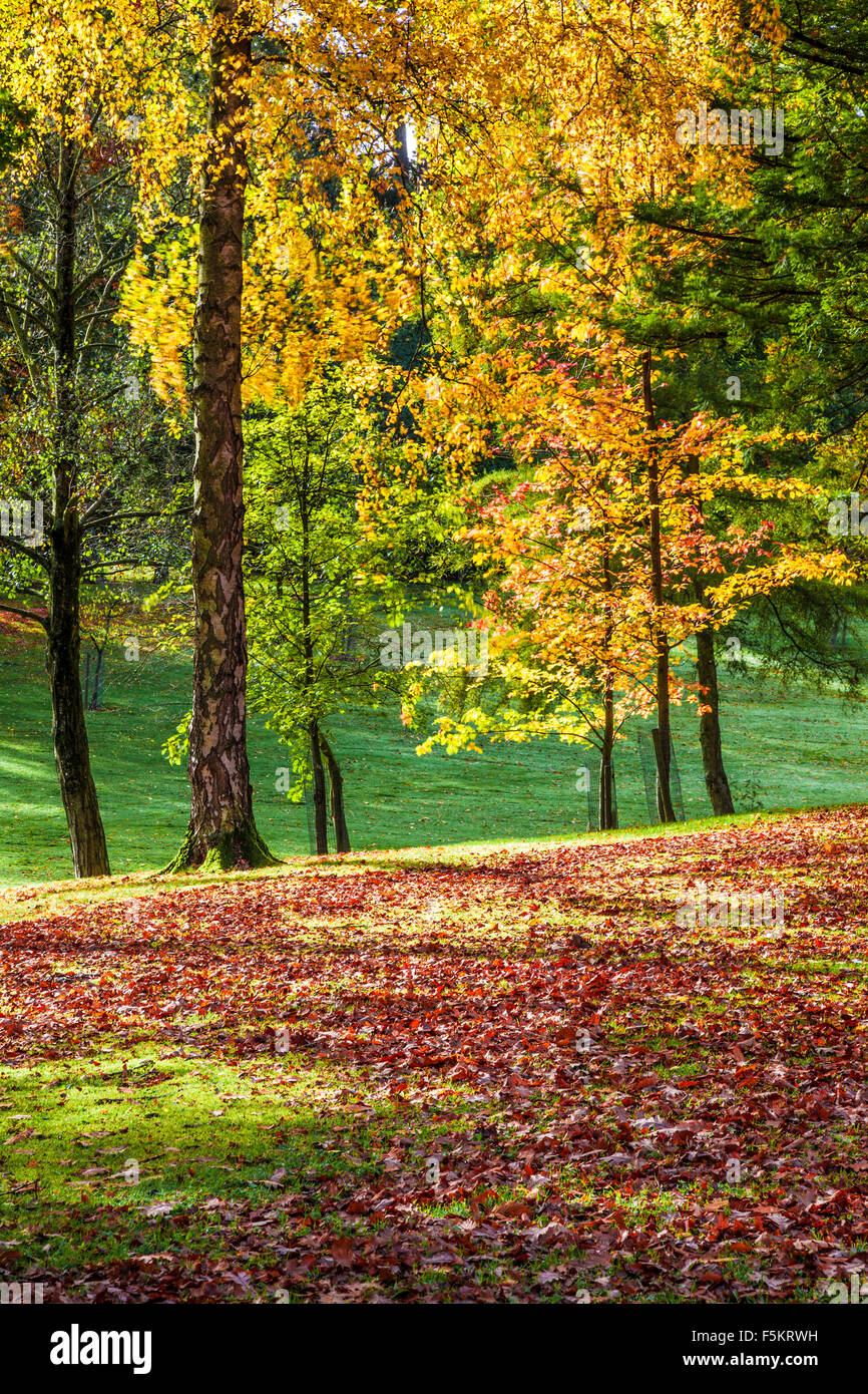 Il parco sul Bowood Station Wagon nel Wiltshire in autunno. Foto Stock