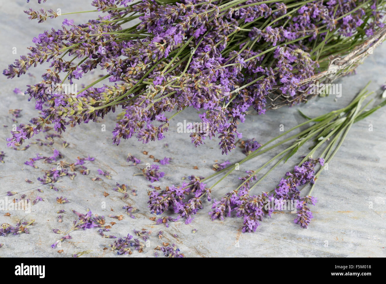 La lavanda, lavanda vera, ritaglia Echter su Lavendel, Schmalblättriger Lavendel, Ernte, Lavandula angustifolia, Lavandula officinalis Foto Stock