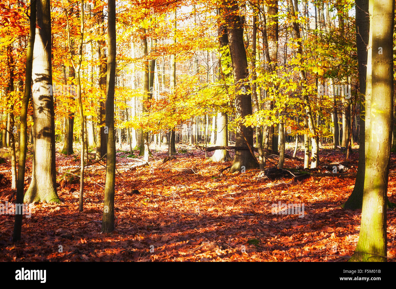 Oro bellissima foresta di querce e alberi e foglie. Paesaggio autunnale. Riserva naturale in Germania Foto Stock
