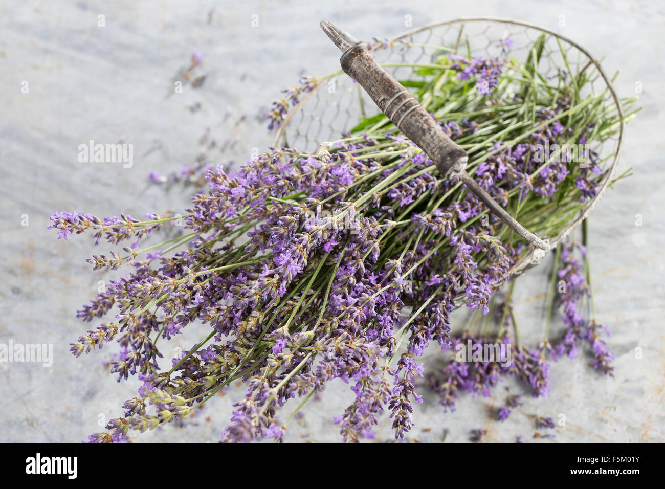 La lavanda, lavanda vera, ritaglia Echter su Lavendel, Schmalblättriger Lavendel, Ernte, Lavandula angustifolia, Lavandula officinalis Foto Stock