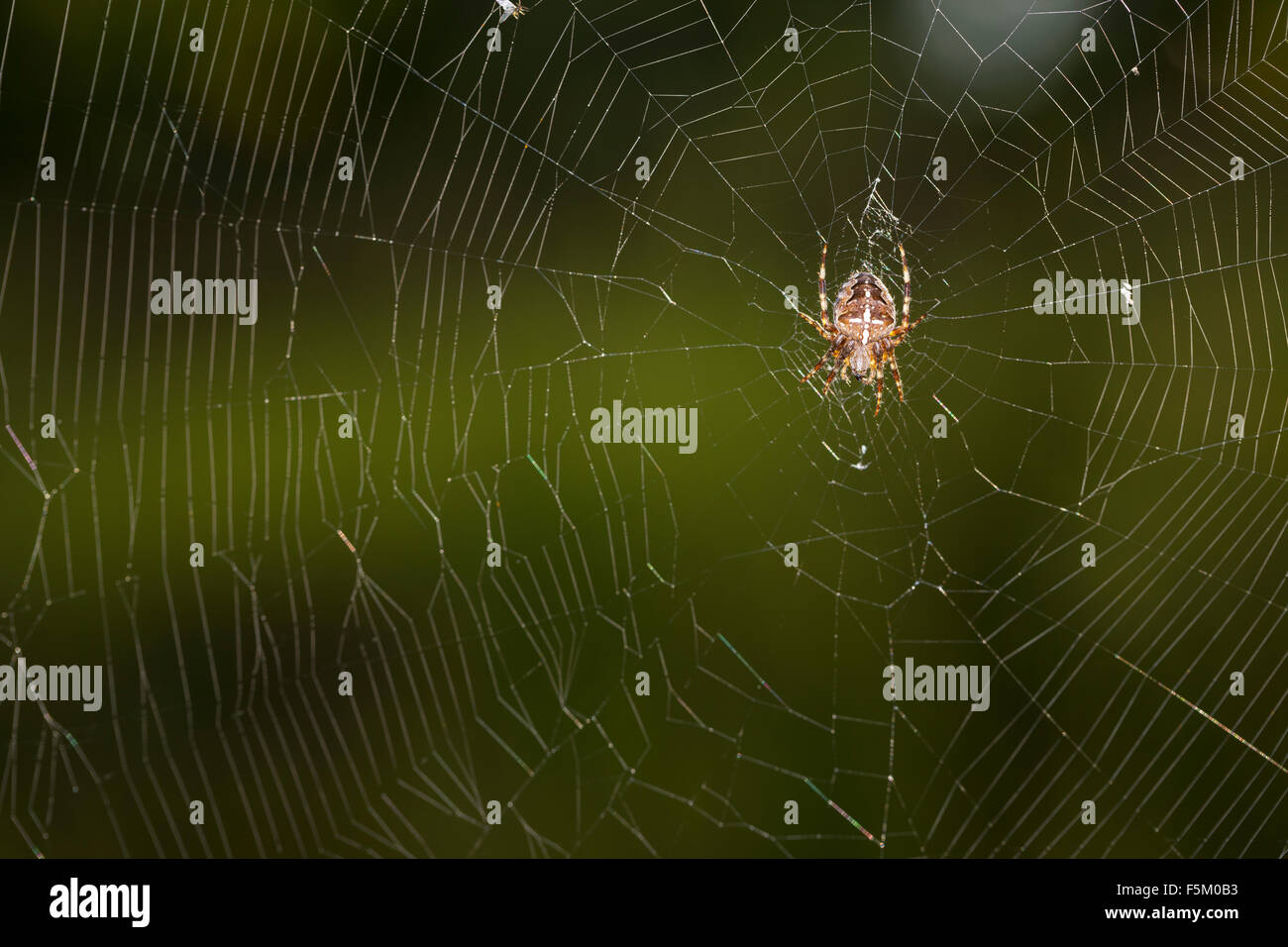 Croce orbweaver, giardino europeo spider, cross spider, ragnatela, Garten-Kreuzspinne, Gartenkreuzspinne, Netz, Araneus diadematus Foto Stock