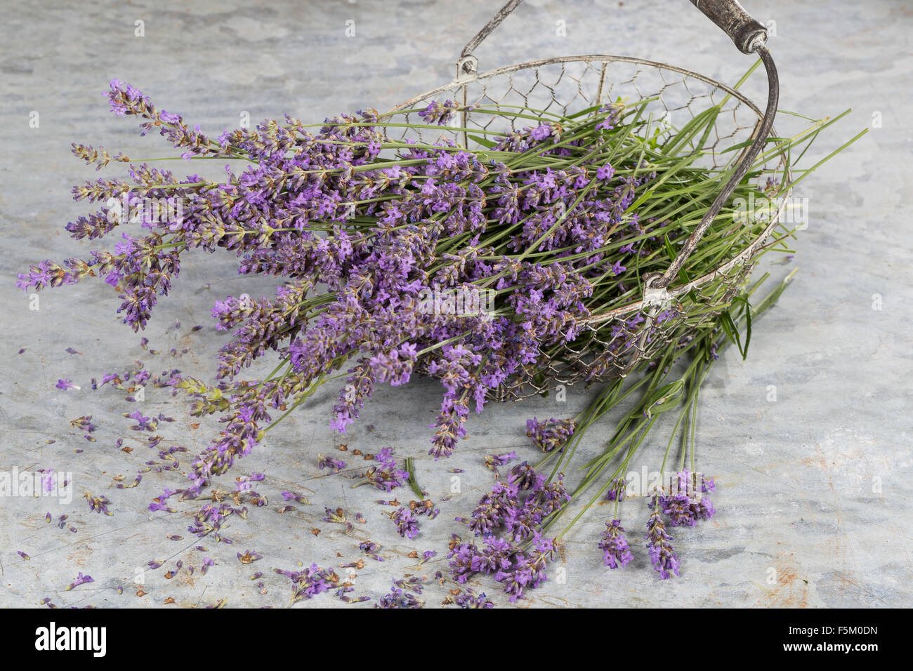 La lavanda, lavanda vera, ritaglia Echter su Lavendel, Schmalblättriger Lavendel, Ernte, Lavandula angustifolia, Lavandula officinalis Foto Stock