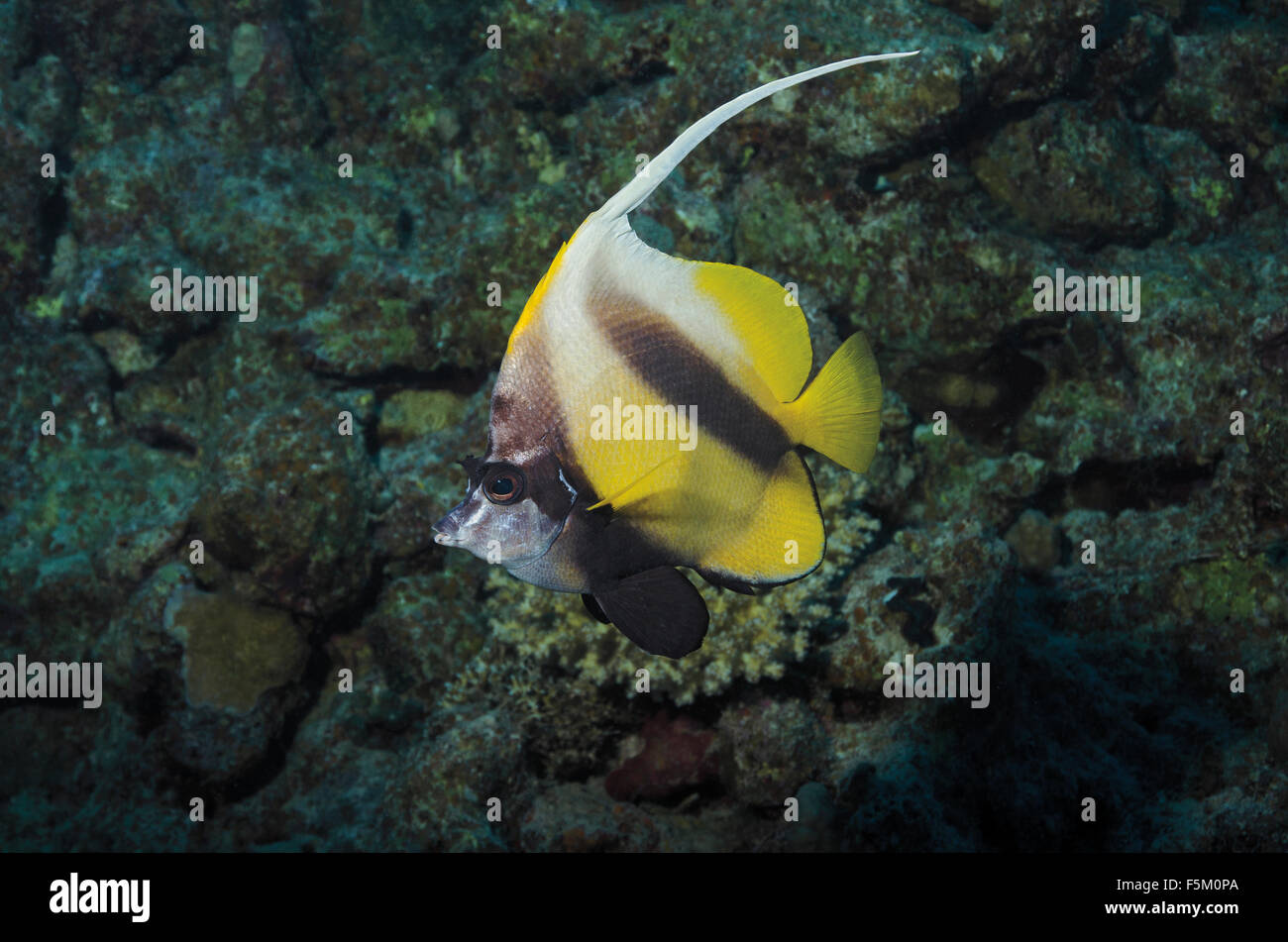 Mar Rosso, Bannerfish Heniochus intermedius, Mar Rosso, Egitto Foto Stock