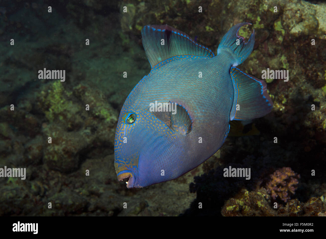 Pesci balestra blu, Pseudobalistes fuscus, sulla barriera corallina in Mar Rosso a Marsa Alam, Egitto Foto Stock