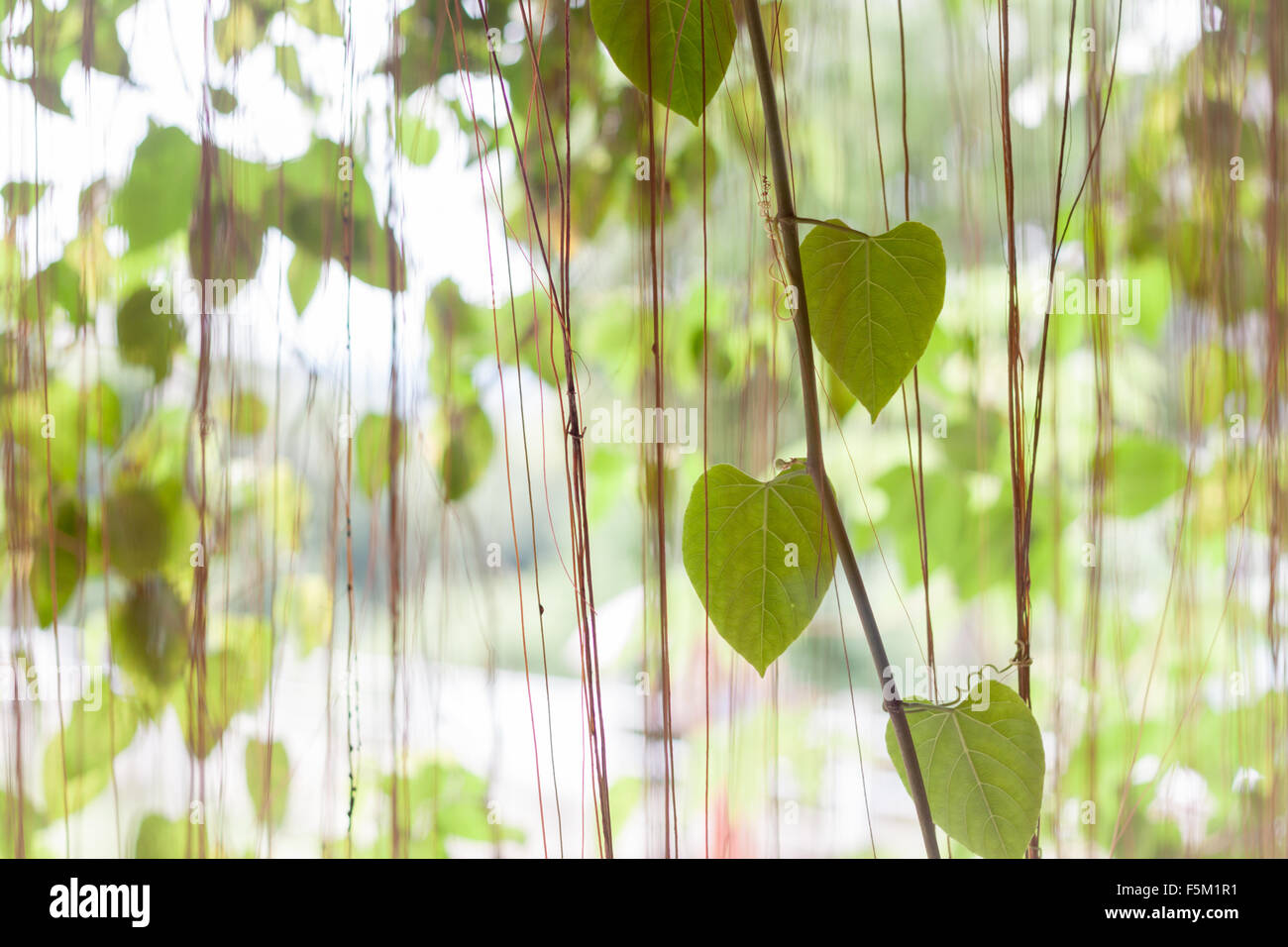 Foglie verdi appeso nel giardino di casa, stock photo Foto Stock