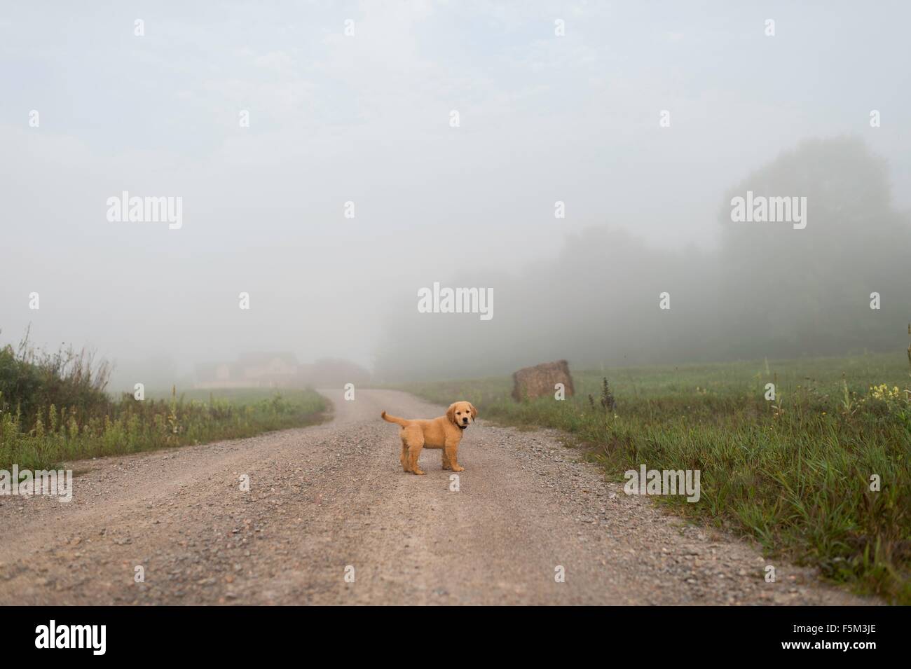 Puppy su foggy sterrata guardando la fotocamera Foto Stock