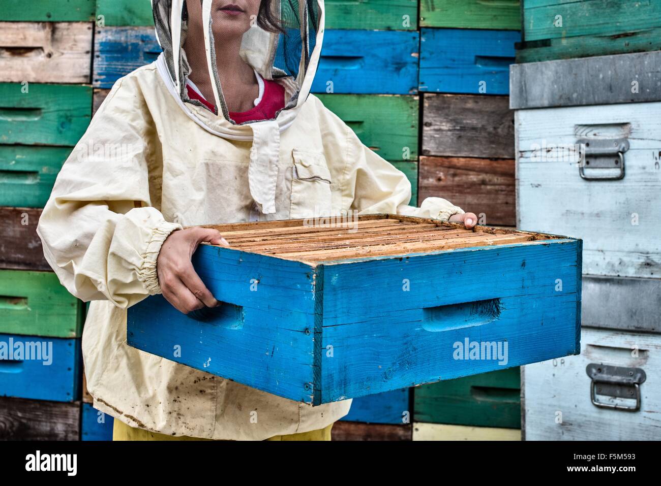 Metà donna adulta indossando abiti apicoltore azienda hive, metà sezione Foto Stock