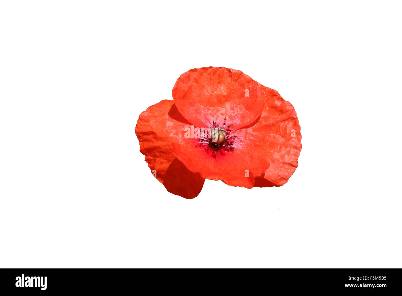 Comune di papavero rosso, Papaver rhoeas, isolata su uno sfondo bianco che potrebbe essere usato in connessione con un giorno del ricordo di servizio. Foto Stock