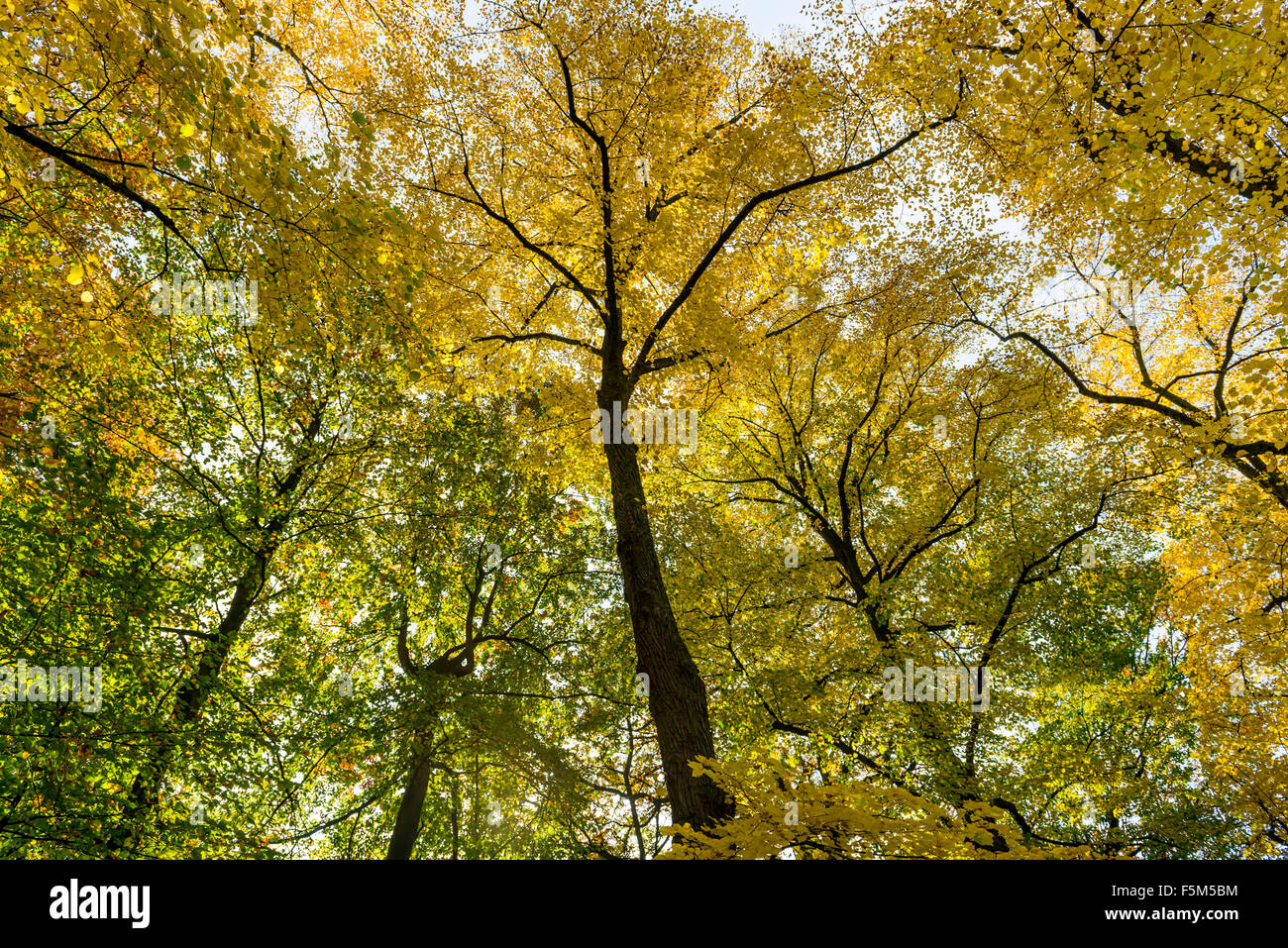 Giallo e verde di alberi di tiglio (Tilia cordata) contro un autums il cielo sereno in ottobre. Foto Stock