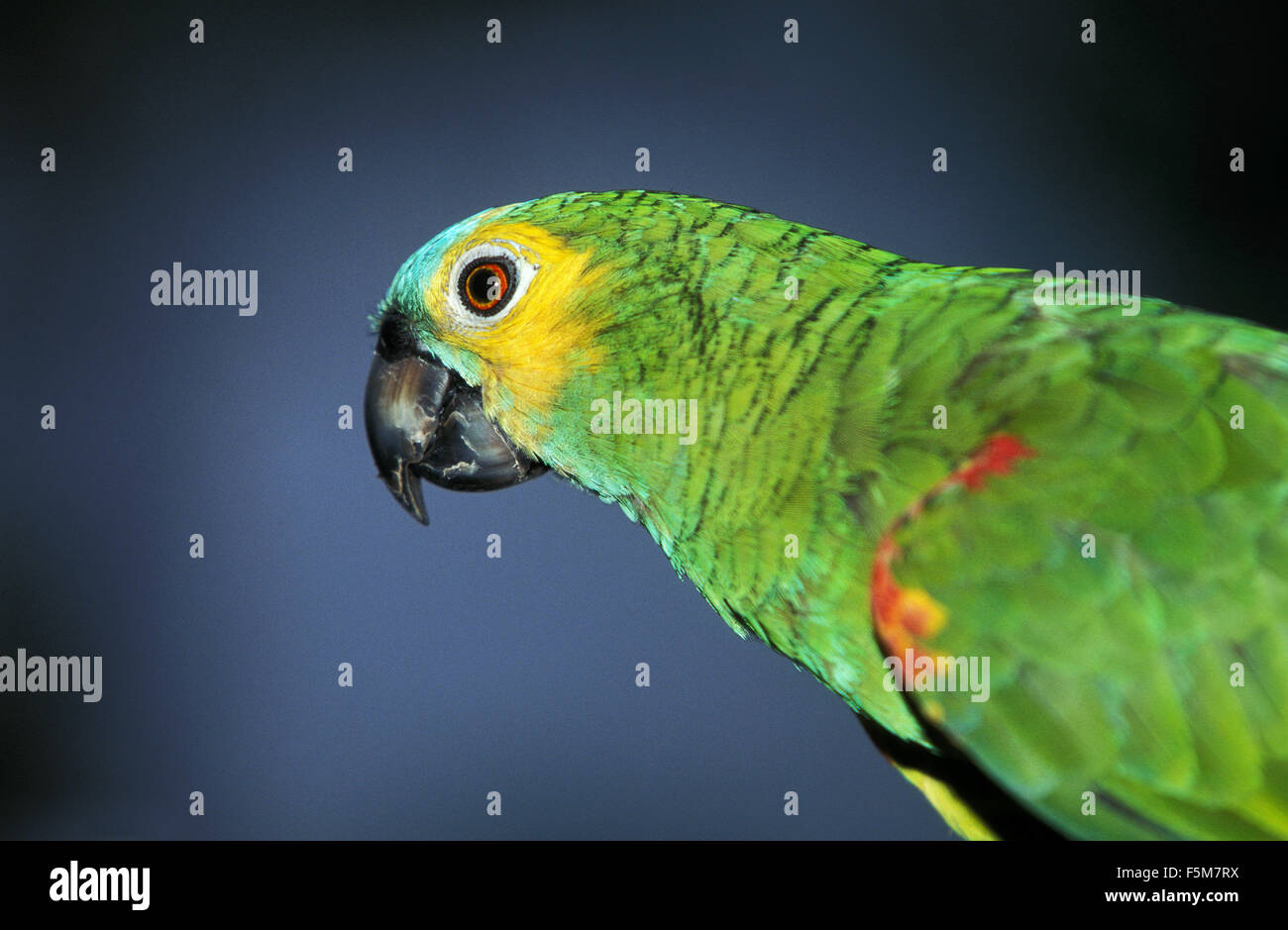 Blue-Fronted Amazon Parrot o Turquoise-Fronted Amazon Parrot, Amazon aestiva, adulto, Pantanal in Brasile Foto Stock