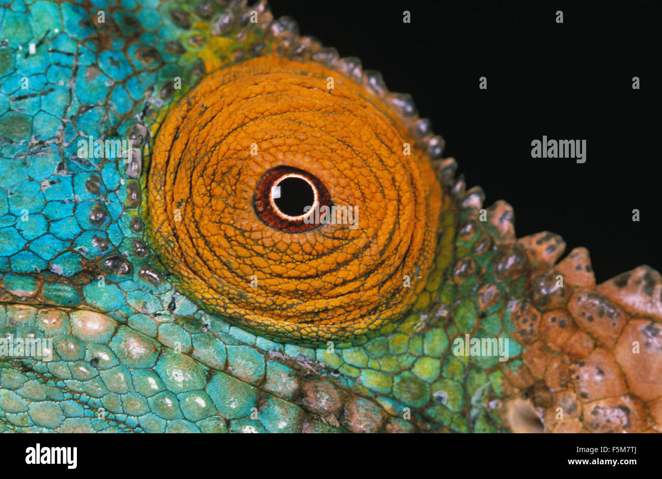 PARSON'S camaleonte chamaeleo parsonii, ravvicinata di un occhio su sfondo nero Foto Stock